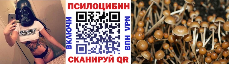 Псилоцибиновые грибы Psilocybe  Купить  Приозерск 